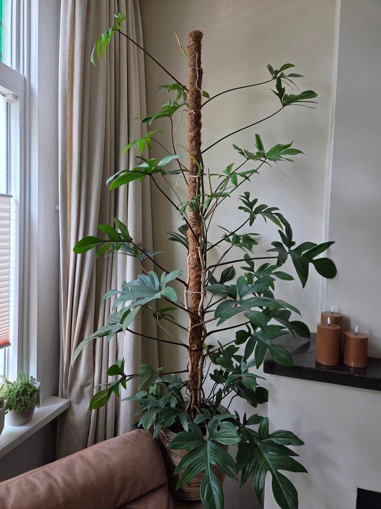 Grote Philodendron Pedatum, ca. 150 cm hoog (excl. pot), Ophalen, 100 tot 150 cm, Overige soorten, Halfschaduw