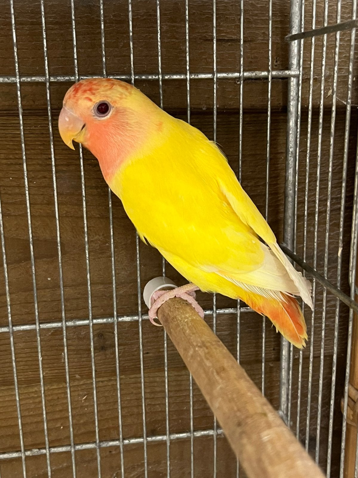 Agapornis Opaline Lutino Eigen Kweek 2026, Dieren en Toebehoren, Vogels | Parkieten en Papegaaien, Geslacht onbekend, Dwergpapegaai of Agapornis