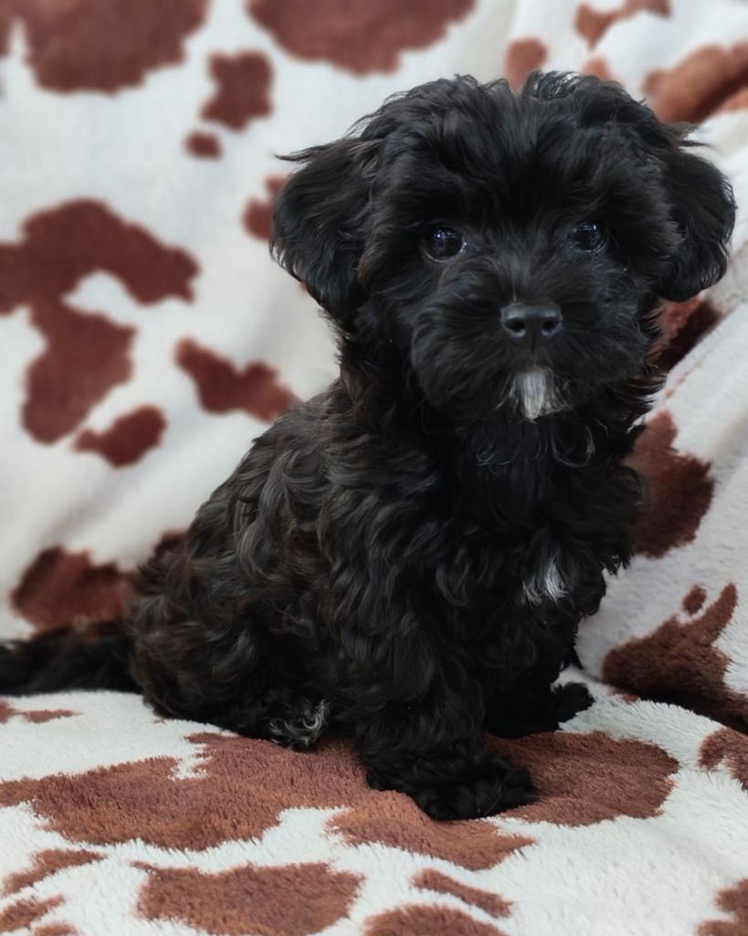 Cockapoo pup (Toy poedel x Cocker spaniël), Dieren en Toebehoren, Overige rassen, 8 tot 15 weken, Teef, Parvo