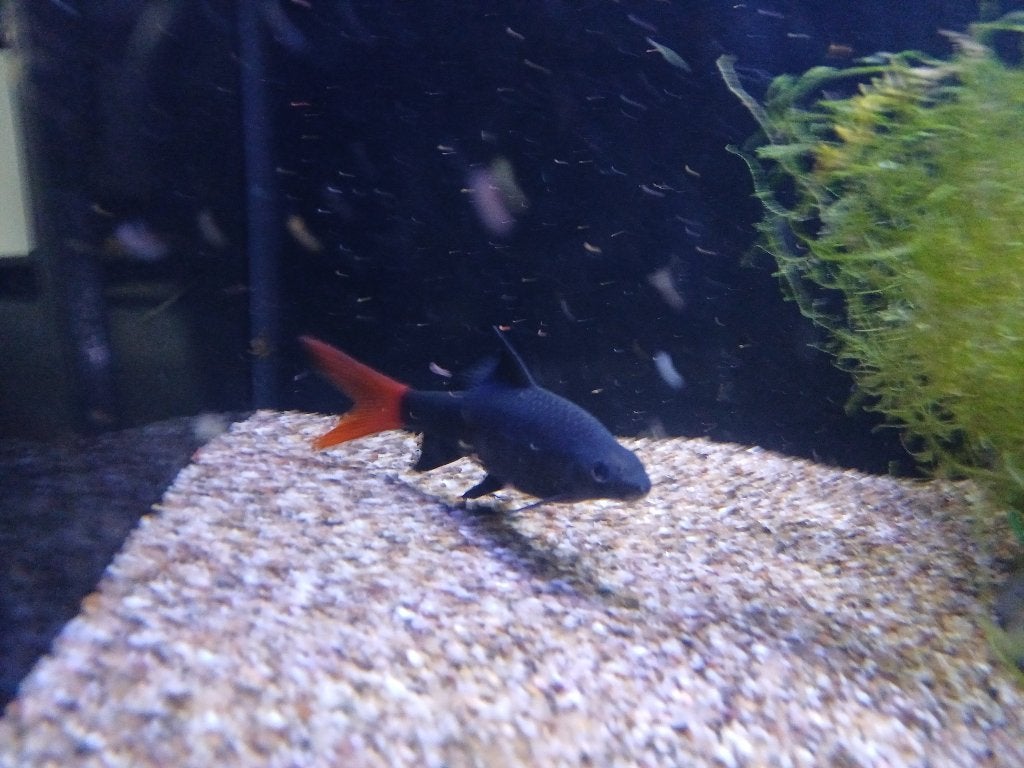 Roodstaart labeo, Dieren en Toebehoren, Vis, Zoetwatervis