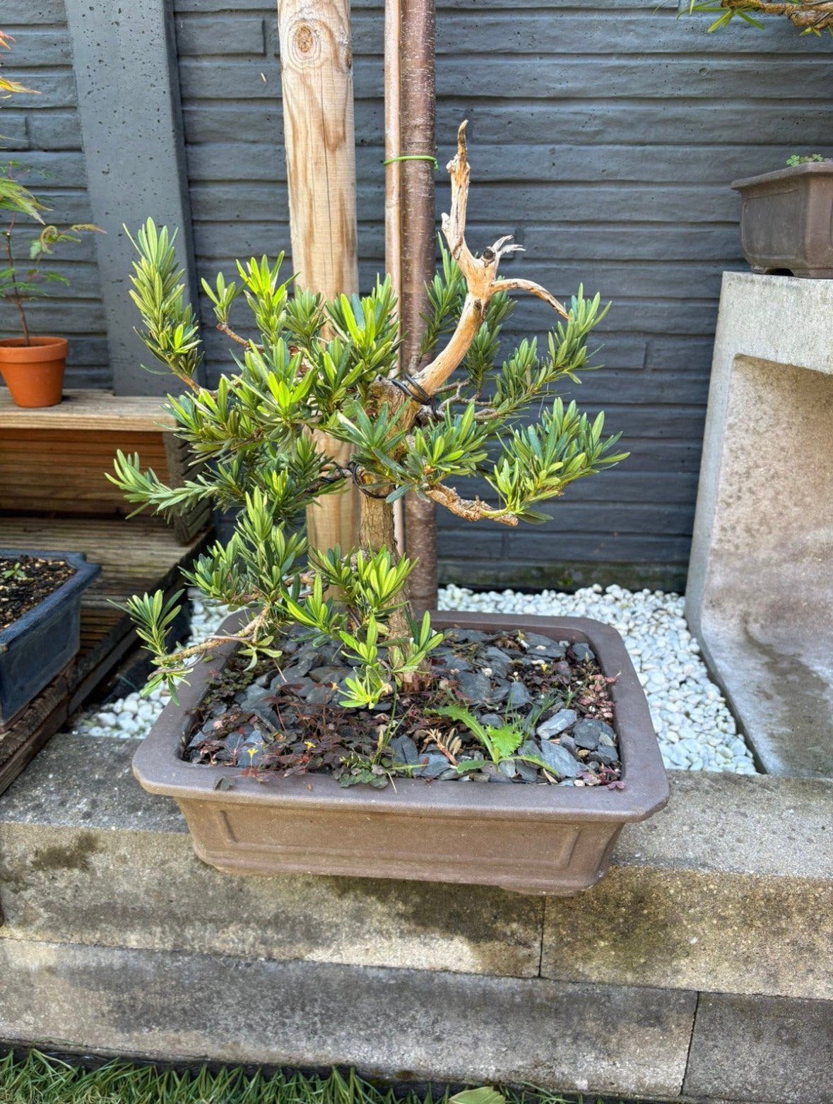 Bonsai, podocarpus, Tuin en Terras, Ophalen, Overige soorten, Minder dan 100 cm