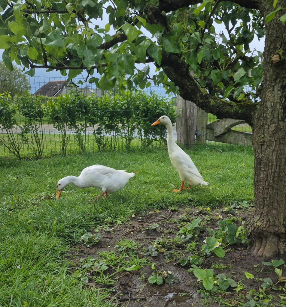 Indische loopeenden wit. 1 woerd en 1 hen, Dieren en Toebehoren, Meerdere dieren, Eend