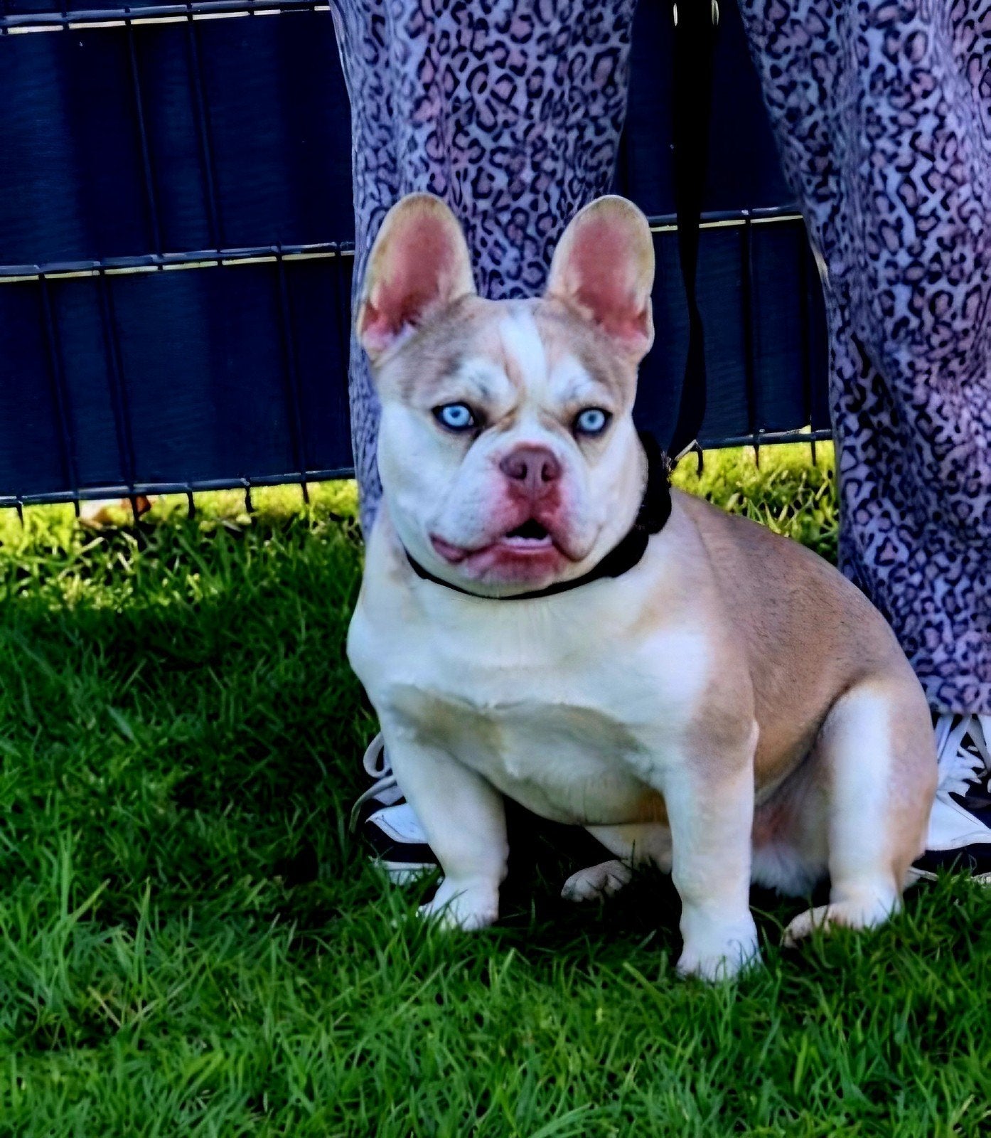 Franse bulldog dekreu New shade Isabella ice blue eyes, Dieren en Toebehoren, Reu, 1 tot 2 jaar, Eén hond, Nederland