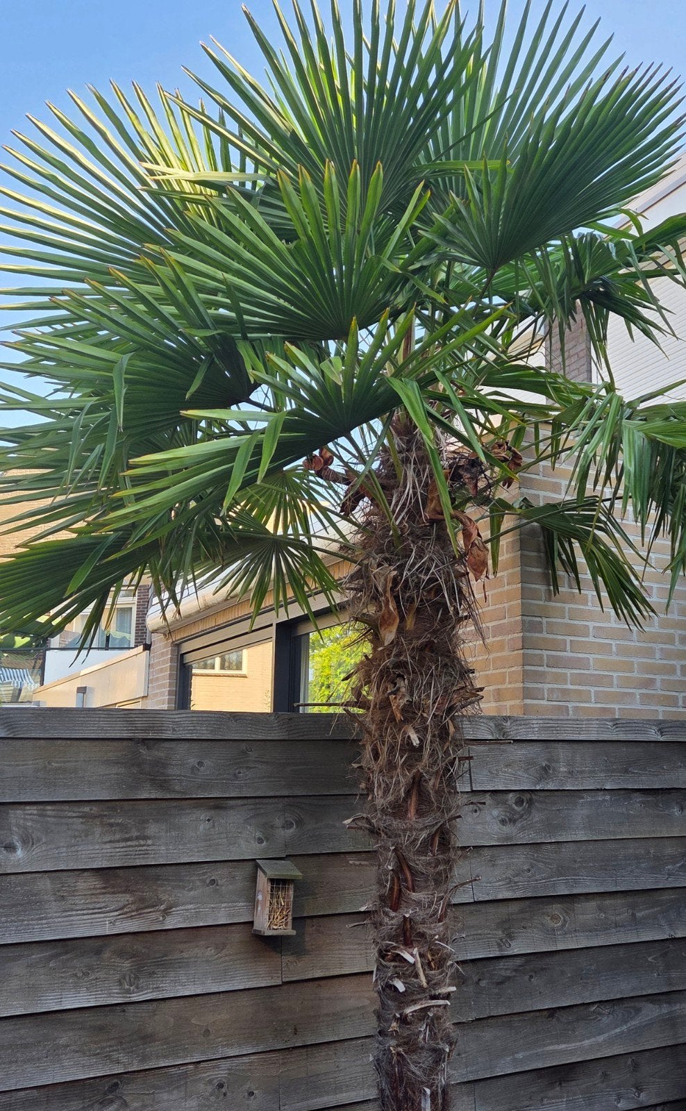 Palm, ongeveer 2.30m, Ophalen, Volle zon