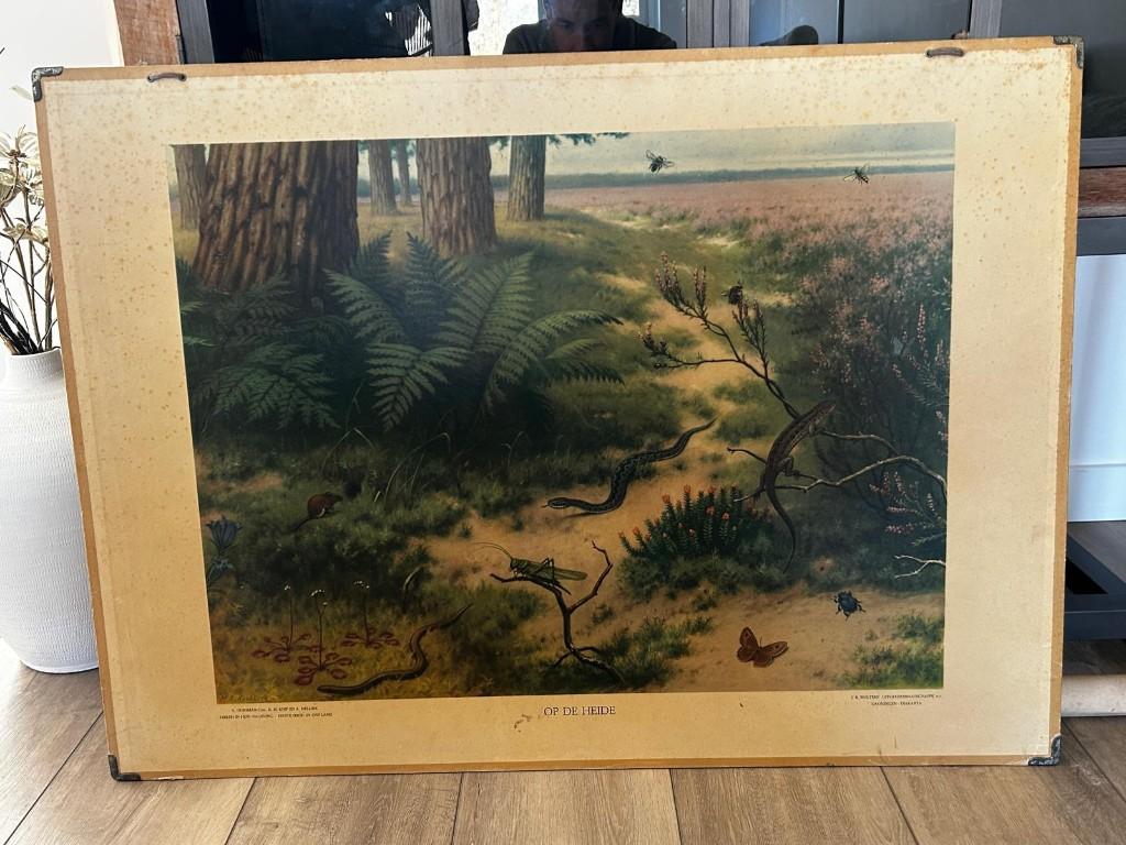 Op de heide, Ophalen of Verzenden, Natuur en Biologie