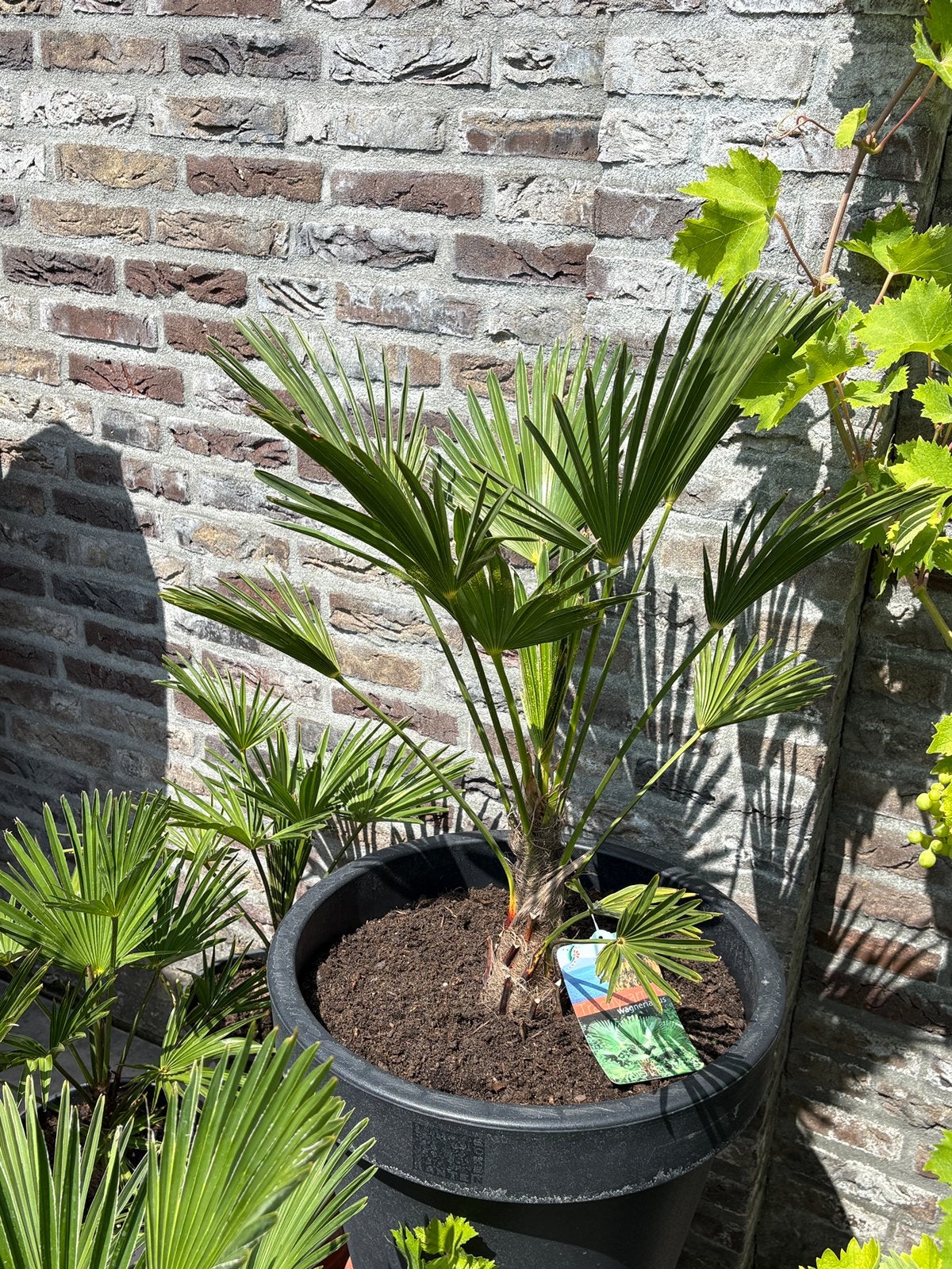 Super leuke trachycarpus wagnerianus palmboom in luxe pot!, Minder dan 100 cm, Zomer, Palmboom, Ophalen