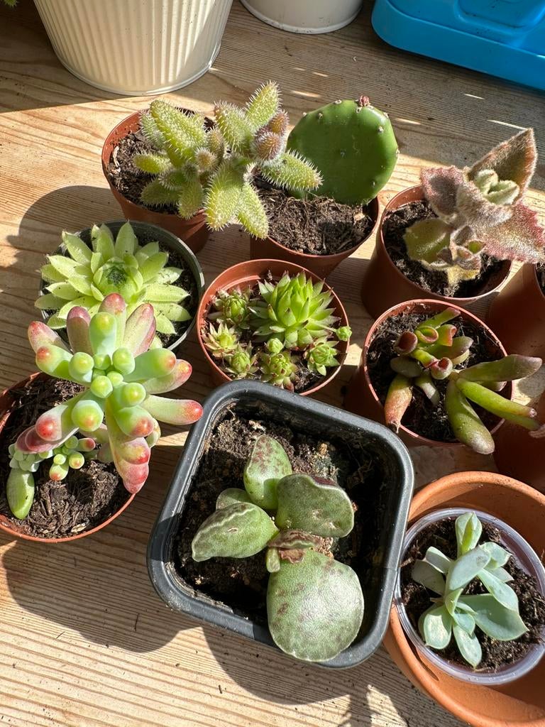 kamerplant cute plant, Ophalen, Overige soorten, Volle zon