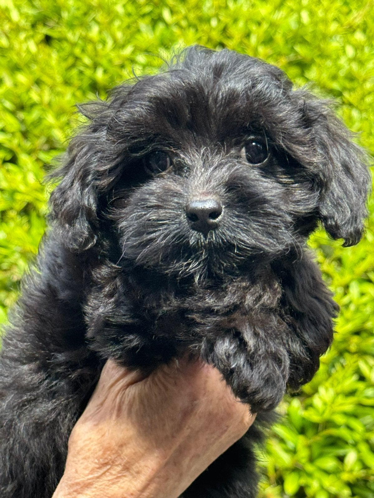 Prachtige pups Boomer met Poedel, Poedel, Parvo, Nederland, 8 tot 15 weken