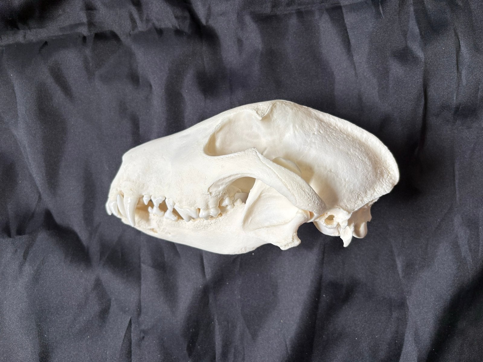 Skelet Bull Terriër - Compleet, Ophalen of Verzenden, Nieuw, Hond of Kat, Overige typen