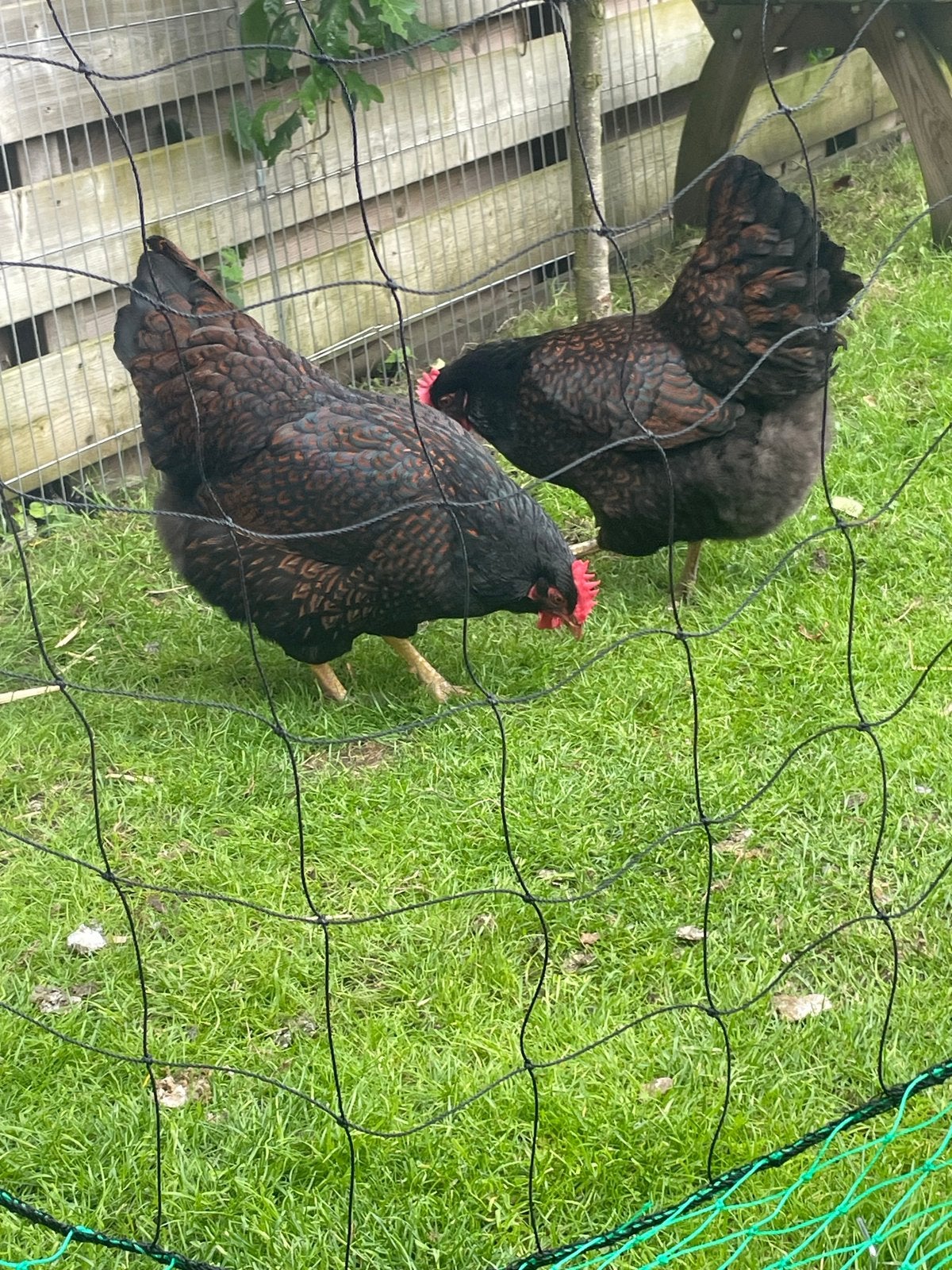 Verplaatsbare omheining, Dieren en Toebehoren, Ophalen, Gebruikt