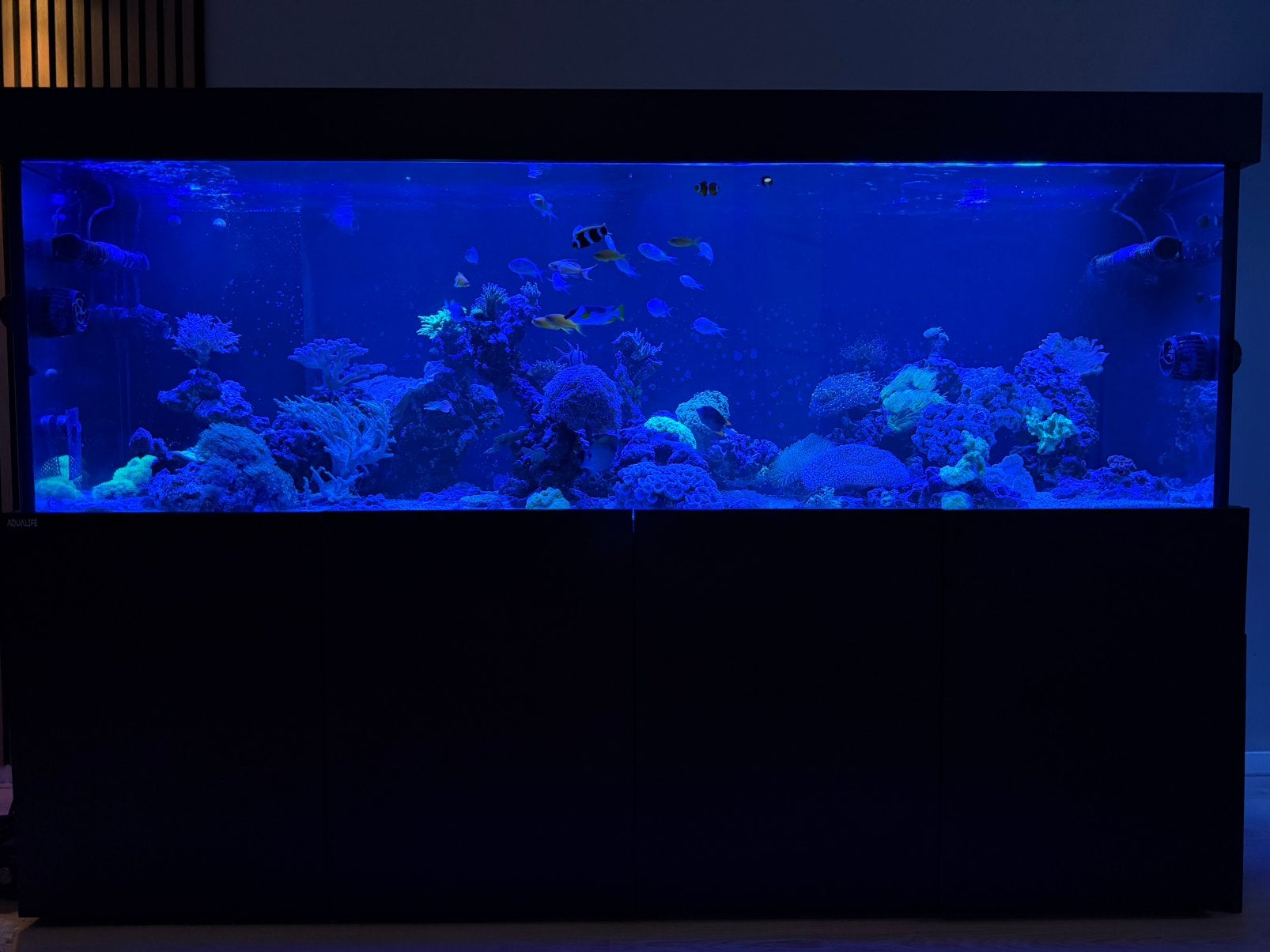 Groot aqualife zeeaquarium compleet, Ophalen, Zo goed als nieuw, Gevuld zeewateraquarium