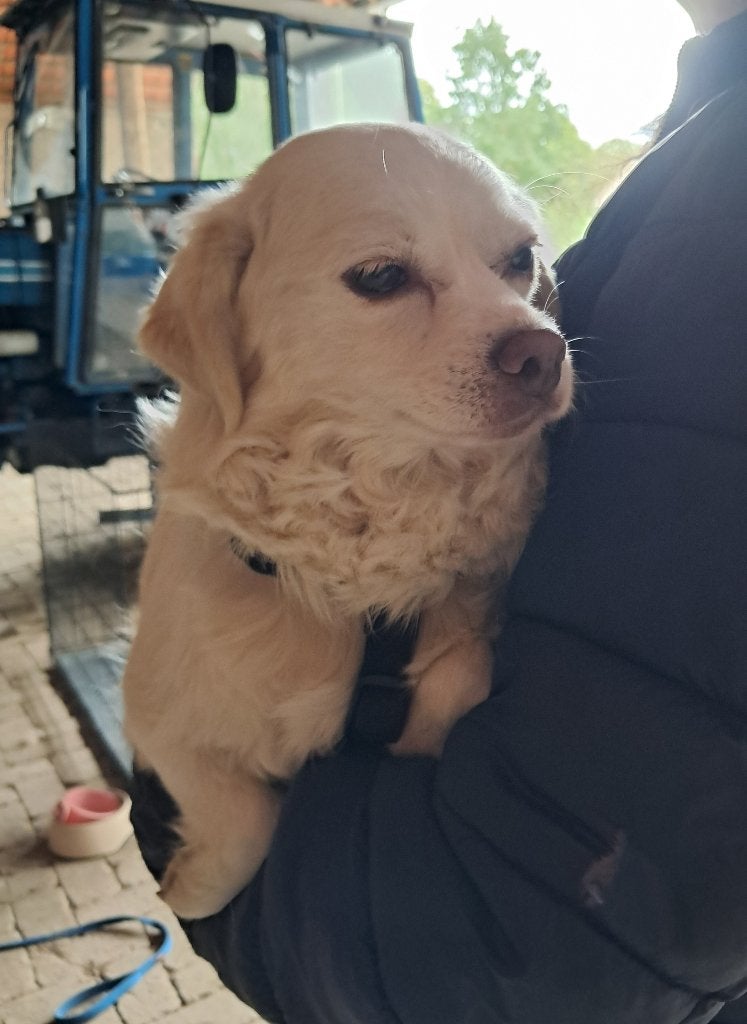 Blanca zoekt baasje, Dieren en Toebehoren, Honden | Niet-rashonden, 6 jaar of ouder, Particulier, Buitenland, Teef
