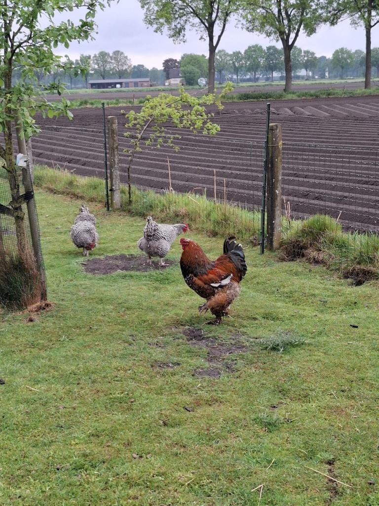 1 jarige  grote Brahma haan.raszuiver., Mannelijk, Kip