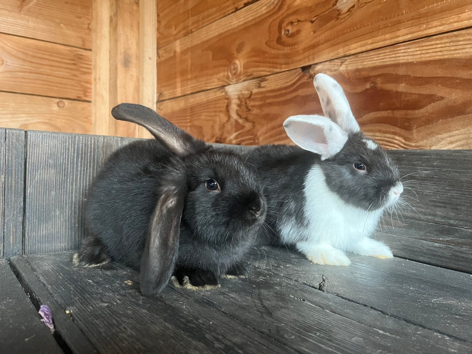 jonge hangoor konijntjes, Dieren en Toebehoren, Konijnen, Mannelijk, Hangoor