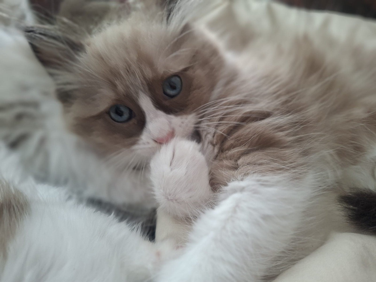 100 % Ragdoll Kittens.    ze mogen bijna weg!, Kater, Ontwormd, 0 tot 2 jaar