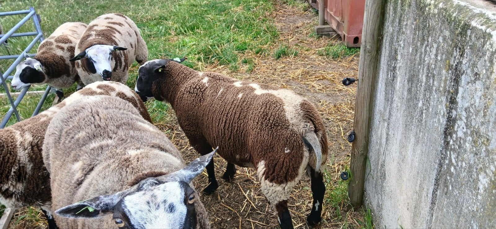 Te koop bonte rammen dekrammen, Dieren en Toebehoren, Schapen, Geiten en Varkens, Mannelijk, Schaap, 0 tot 2 jaar