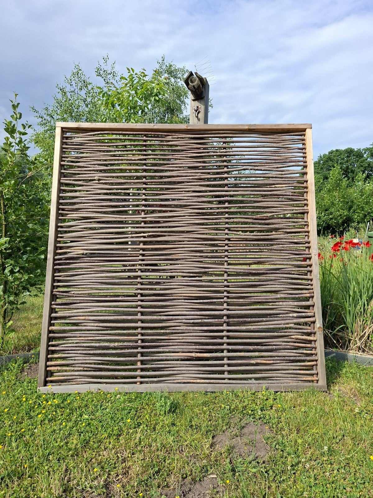 Nieuwe gevlochten wilgenschermen, Tuin en Terras, Schuttingen, Ophalen, 1 tot 2 meter, Minder dan 3 meter, Nieuw