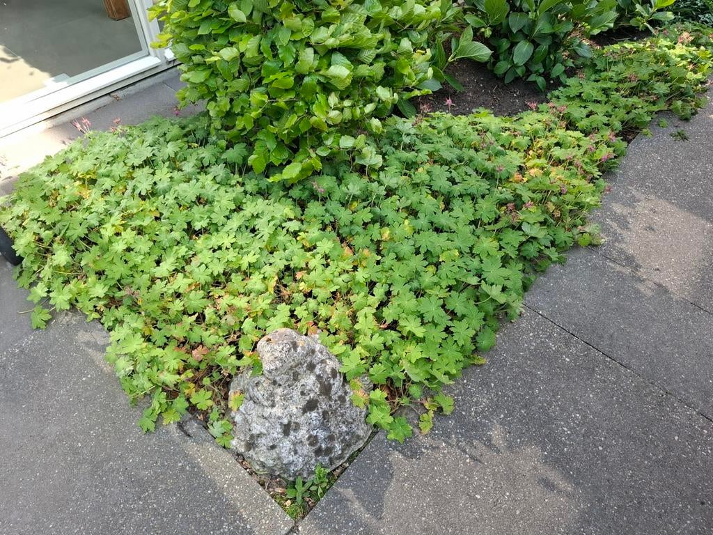 Bodembedekker Geranium (zelf uithalen), Ophalen, Bodembedekkers, Vaste plant, Halfschaduw