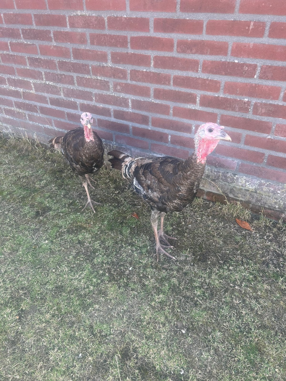 2 ronquières kalkoenen, Geslacht onbekend, Kalkoen