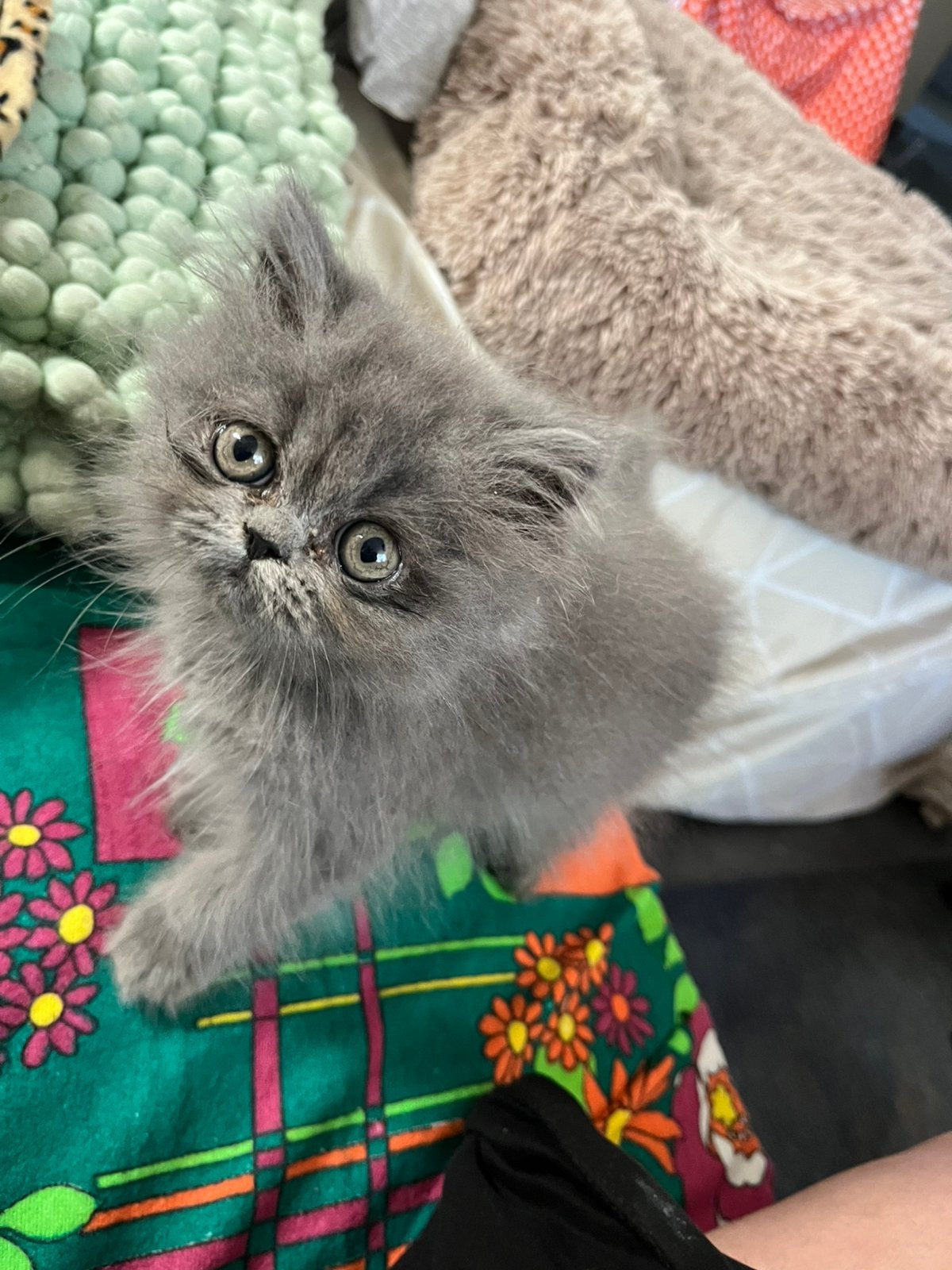 Bobo exotic long hair ( katertje )zoekt goed personeel., Kater, Ontwormd, 0 tot 2 jaar