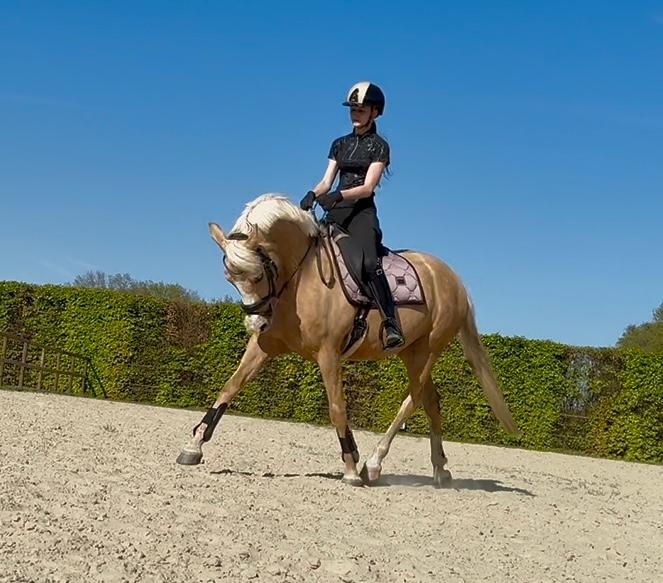 Knappe veelzijdige sportpony (v. Davinci du bois), Dieren en Toebehoren, Merrie, E pony (1.48m - 1.57m), Met stamboom, 3 tot 6 jaar