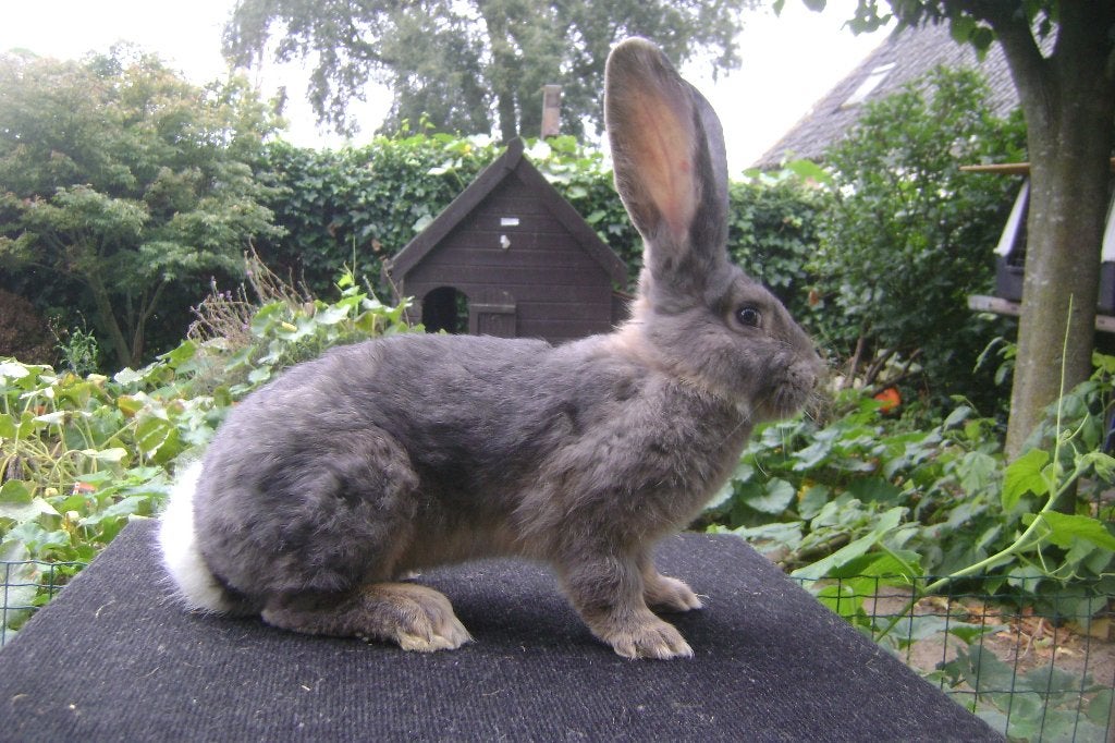 Vlaamse reus : Blauwgrijs, Dieren en Toebehoren, Mannelijk, Groot