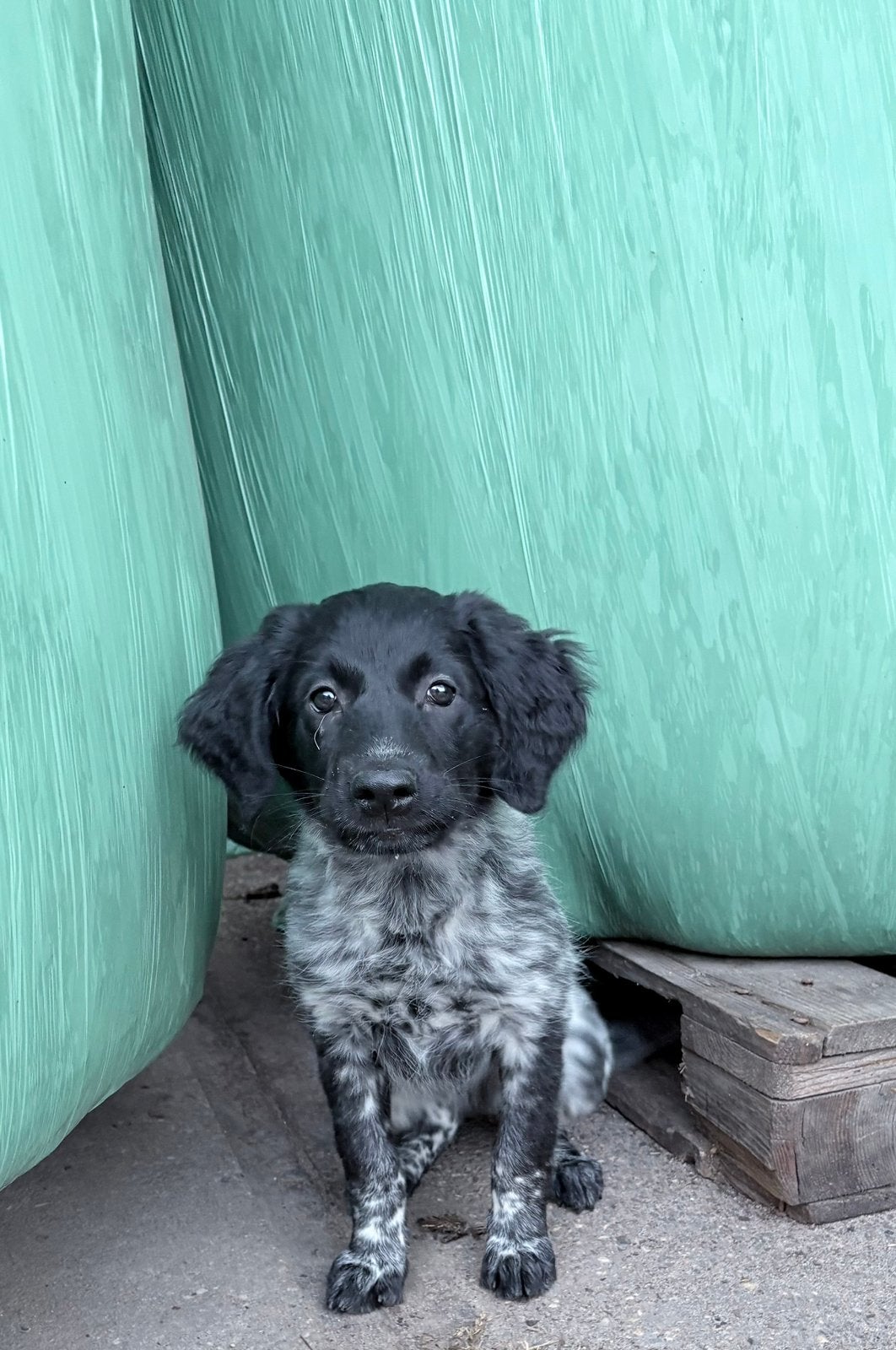 Friese stabij pups te koop, Dieren en Toebehoren, Parvo, Overige rassen, 8 tot 15 weken, Meerdere