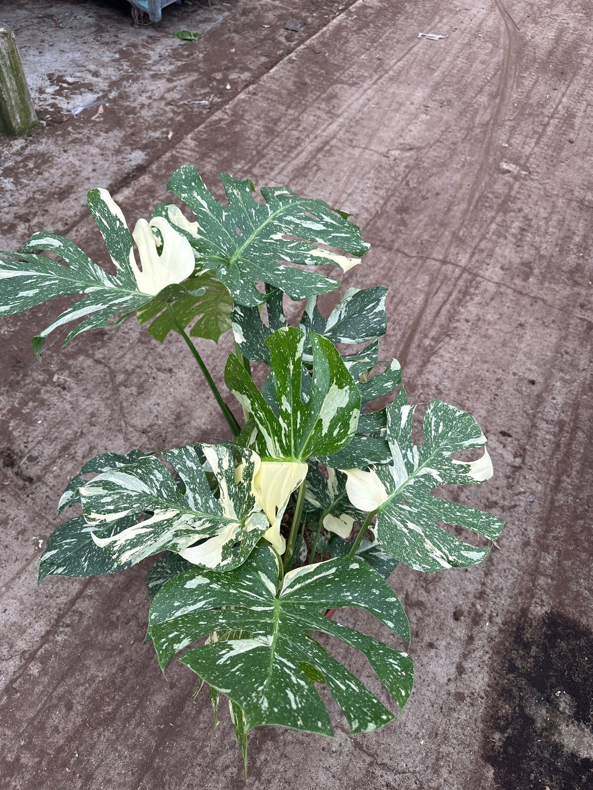 Grote bonte Monstera potmaat 35, Ophalen