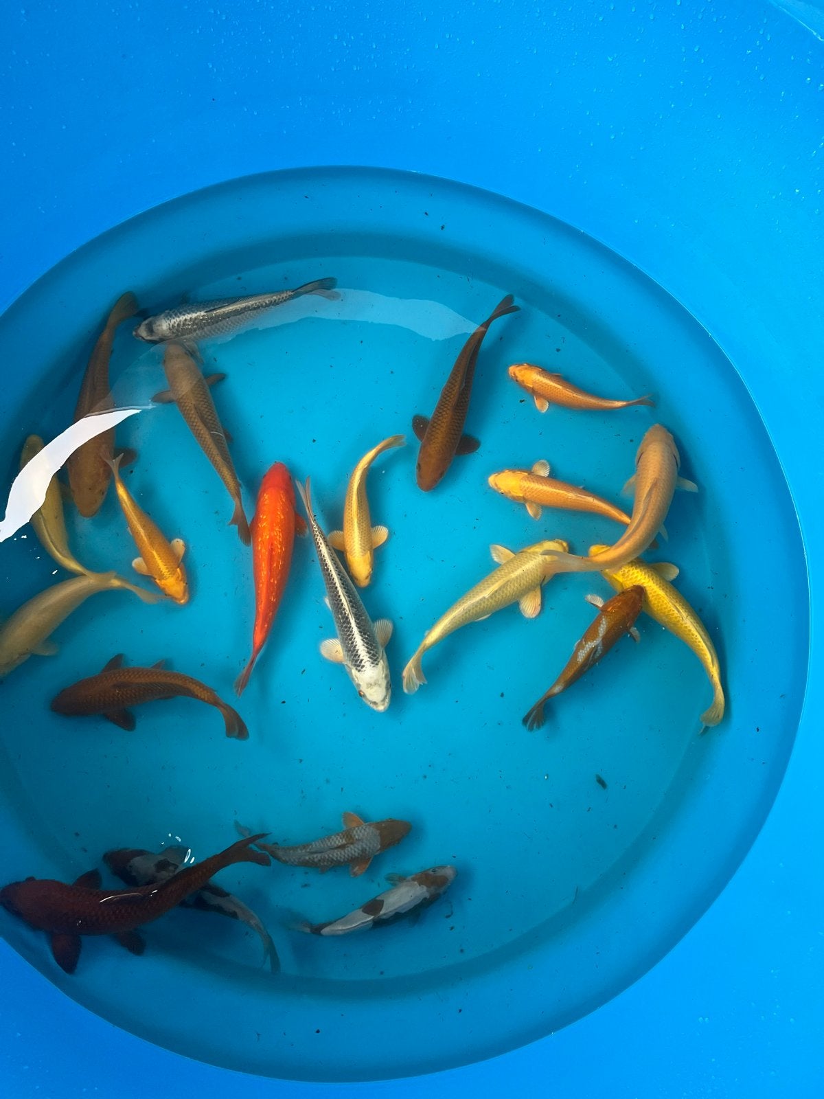Koi baby koi tot show kwaliteit jumbo, Karper of Koi