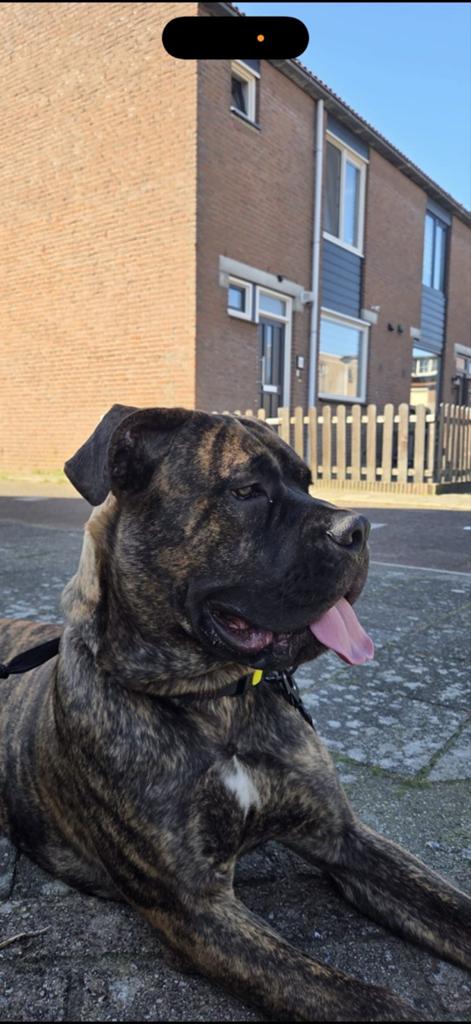 Kruising Cane Corso Stafford, 15 weken tot 1 jaar, Reu, Eén hond, Middel