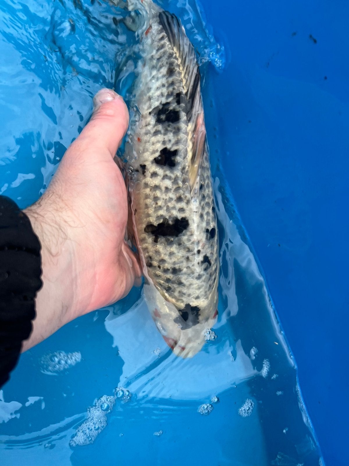 Mooie koi, Dieren en Toebehoren