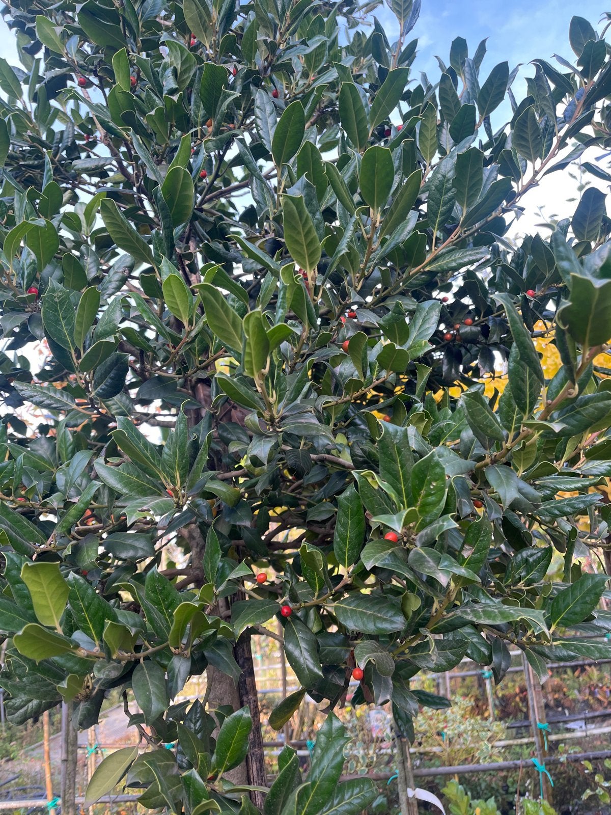Ilex Nellie Stevens - Stamhoogte 180cm, Ophalen of Verzenden, In pot, Overige soorten, 100 tot 250 cm