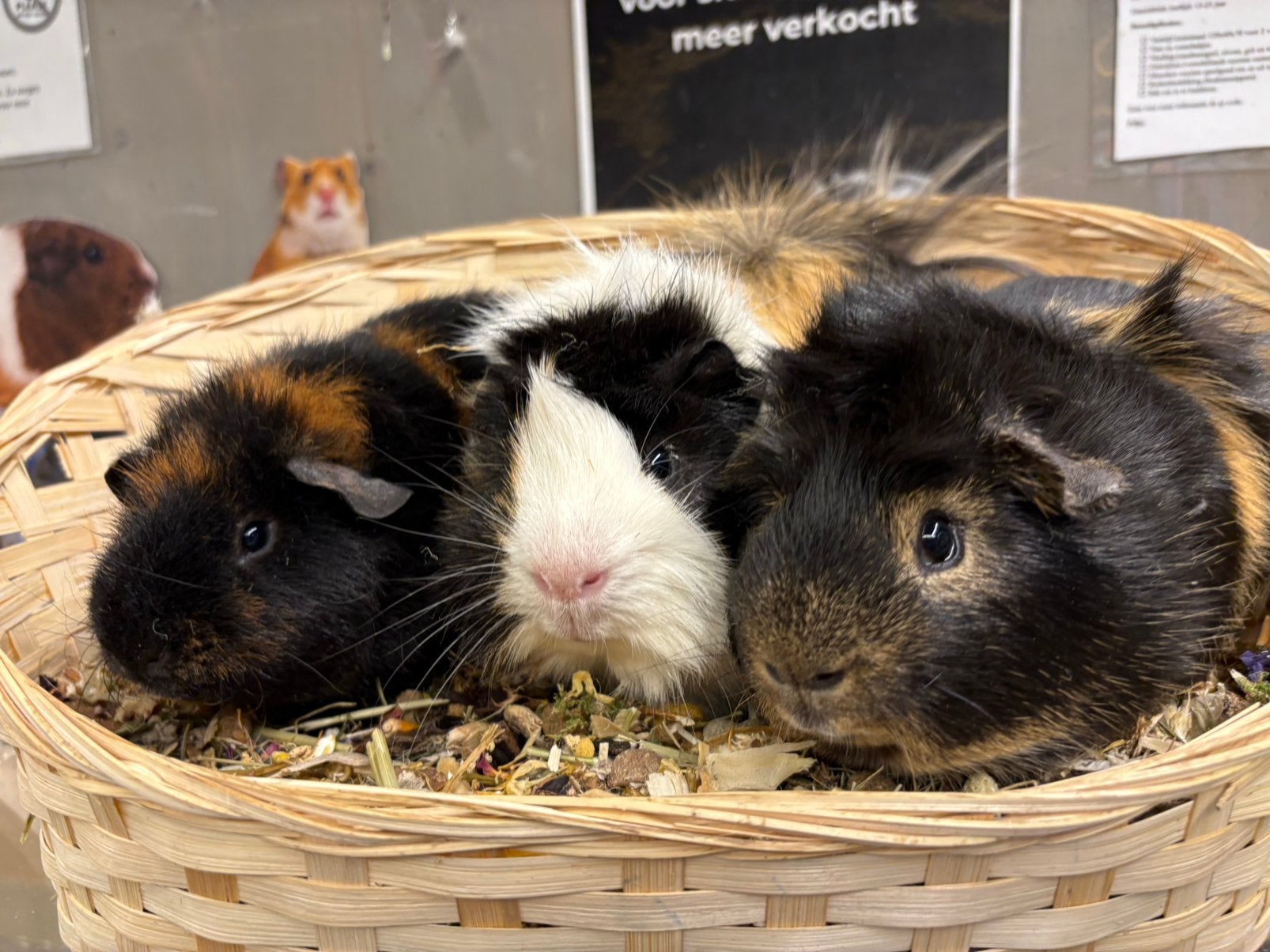 Super leuk cavia trio, Cavia, April, Mannelijk, Tam