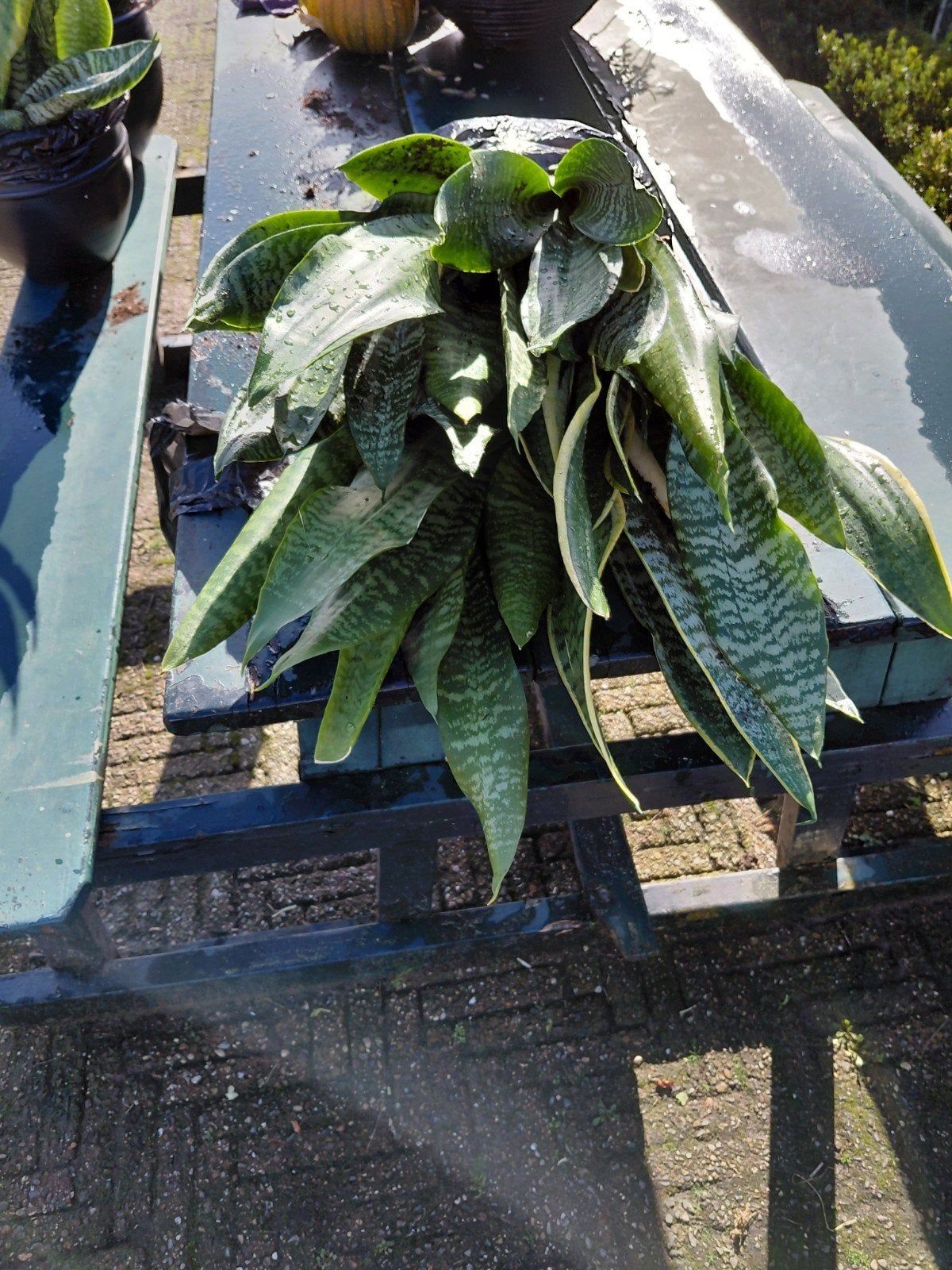 Sansevieria stekjes - Makkelijk te verzorgen, Vaste plant, Bloeit niet, Halfschaduw, Ophalen