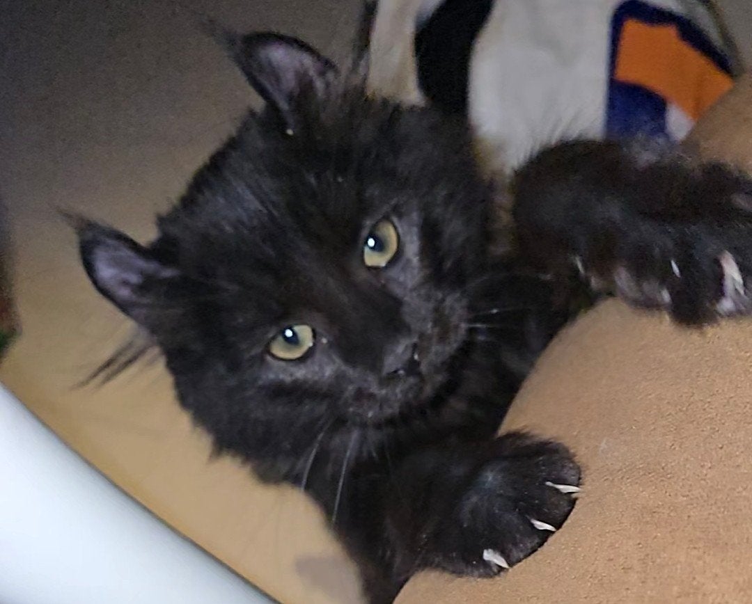 Kittens, Dieren en Toebehoren, Poes