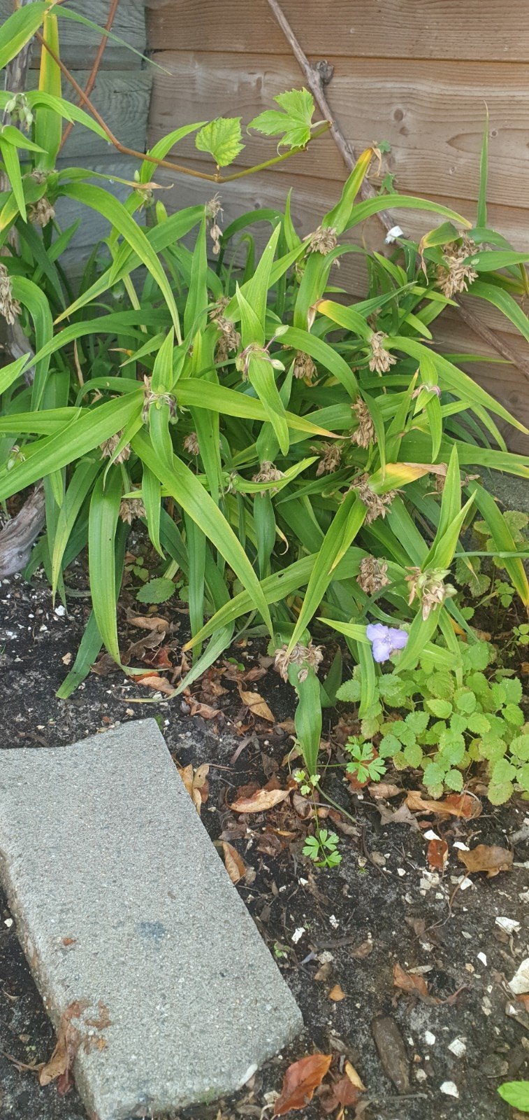 Tradescantia 'Grote Bos' - Vaste plant voor uw tuin, Tuin en Terras, Ophalen
