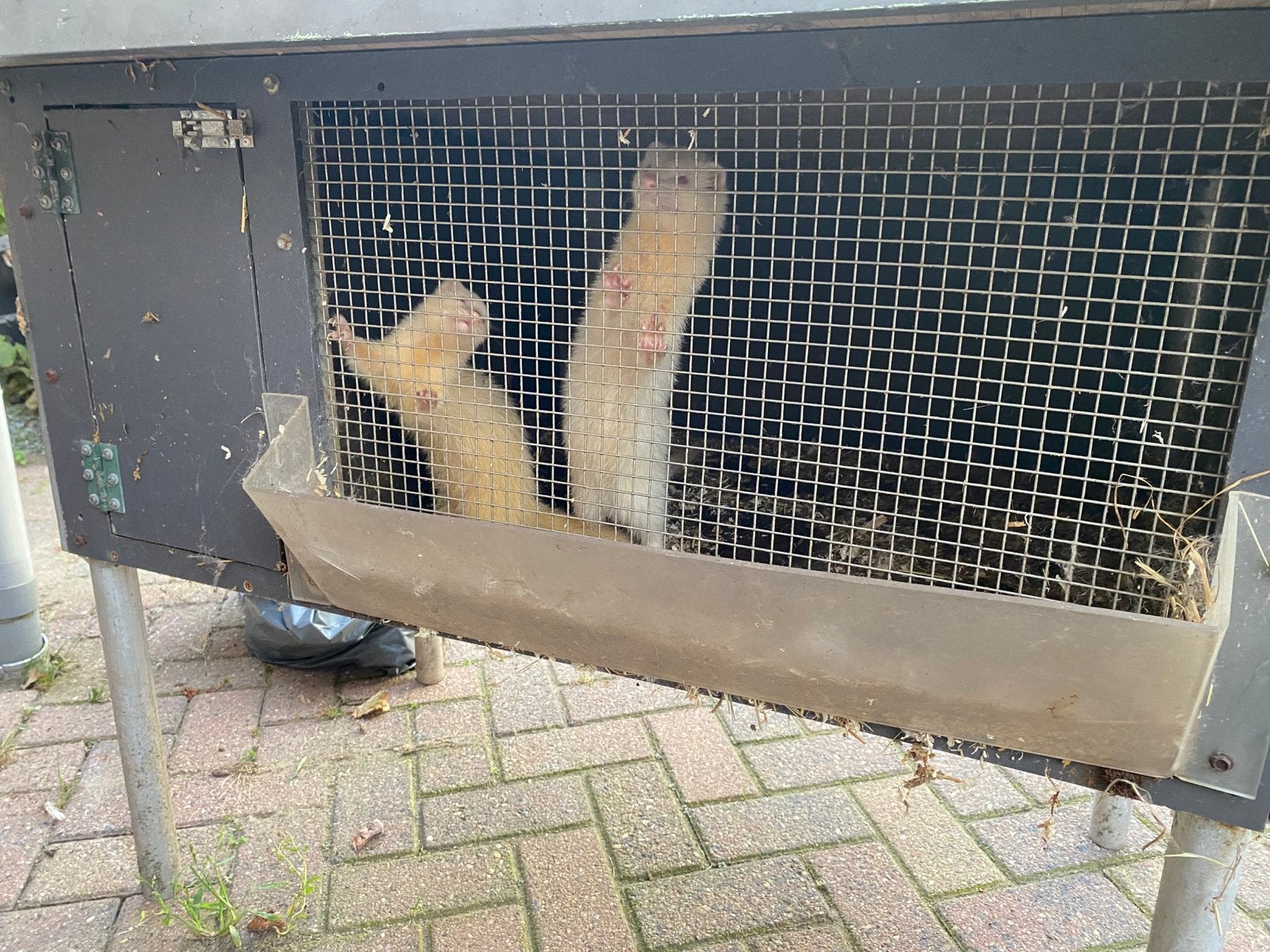 Te koop koppel fretten, Dieren en Toebehoren, Kooi, 110 cm of meer, Ophalen of Verzenden, Zo goed als nieuw