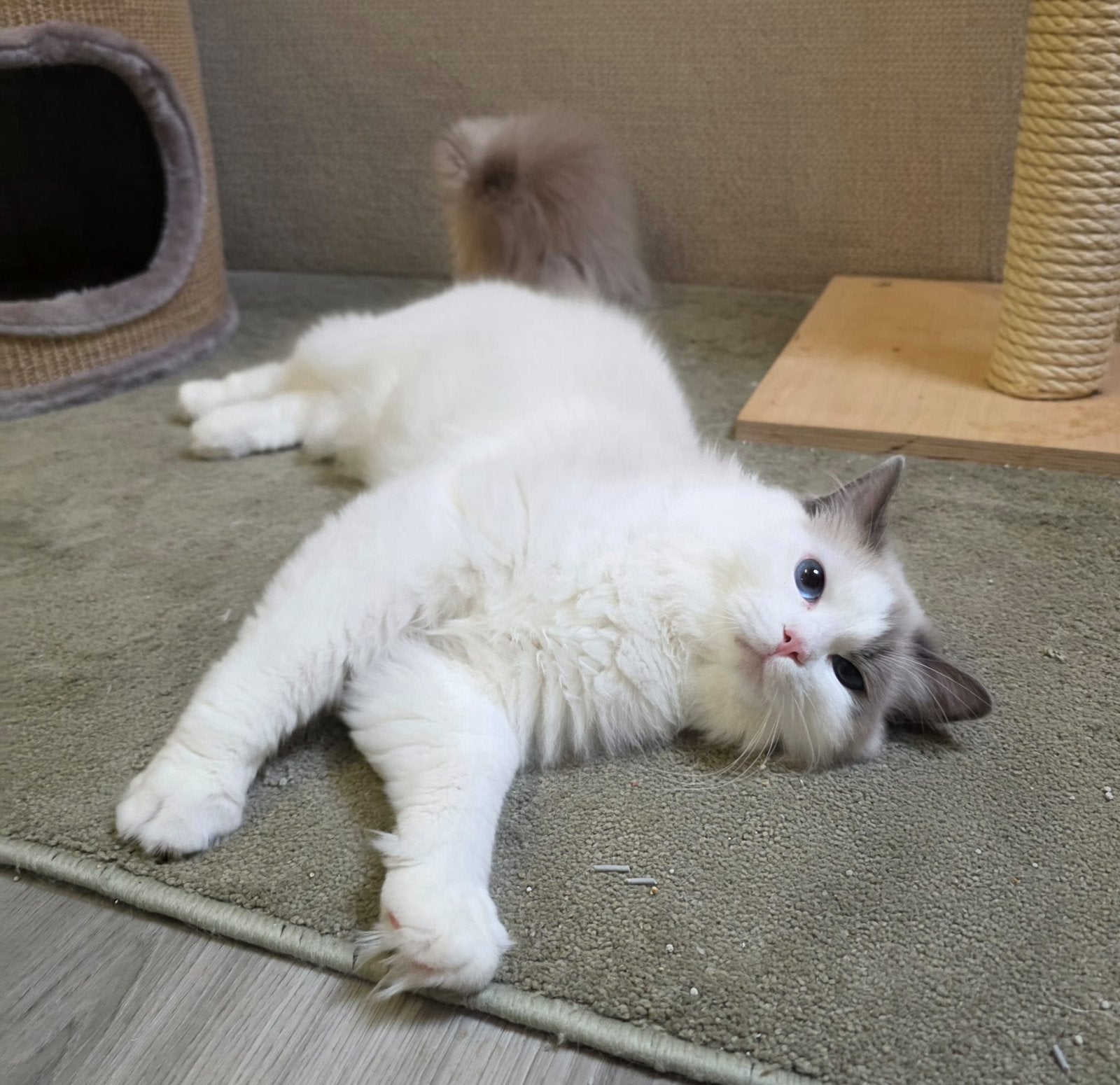 Ragdoll dekkater te koop, Dieren en Toebehoren, Katten en Kittens | Raskatten | Langhaar, Kater