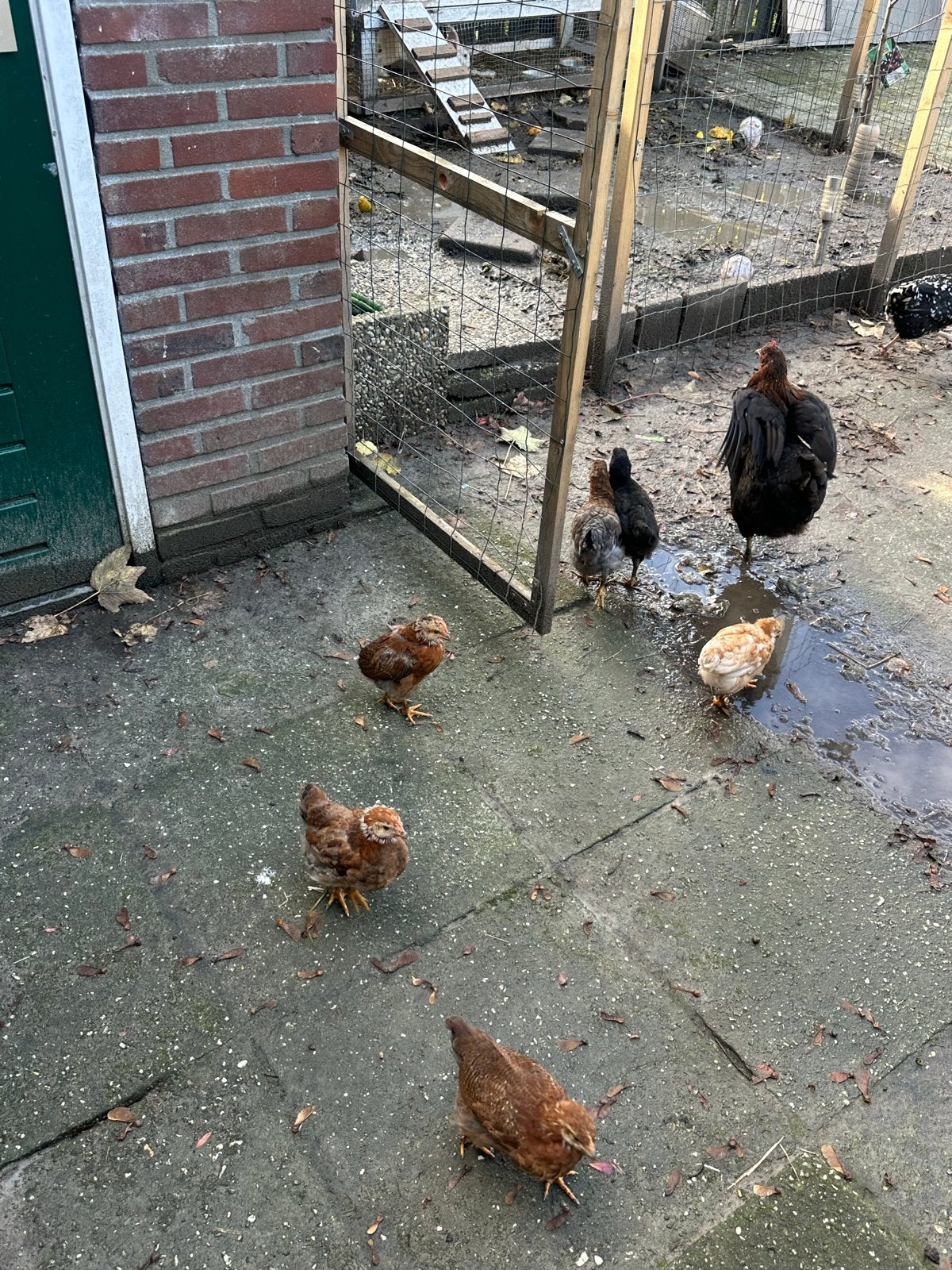 Kip, Dieren en Toebehoren