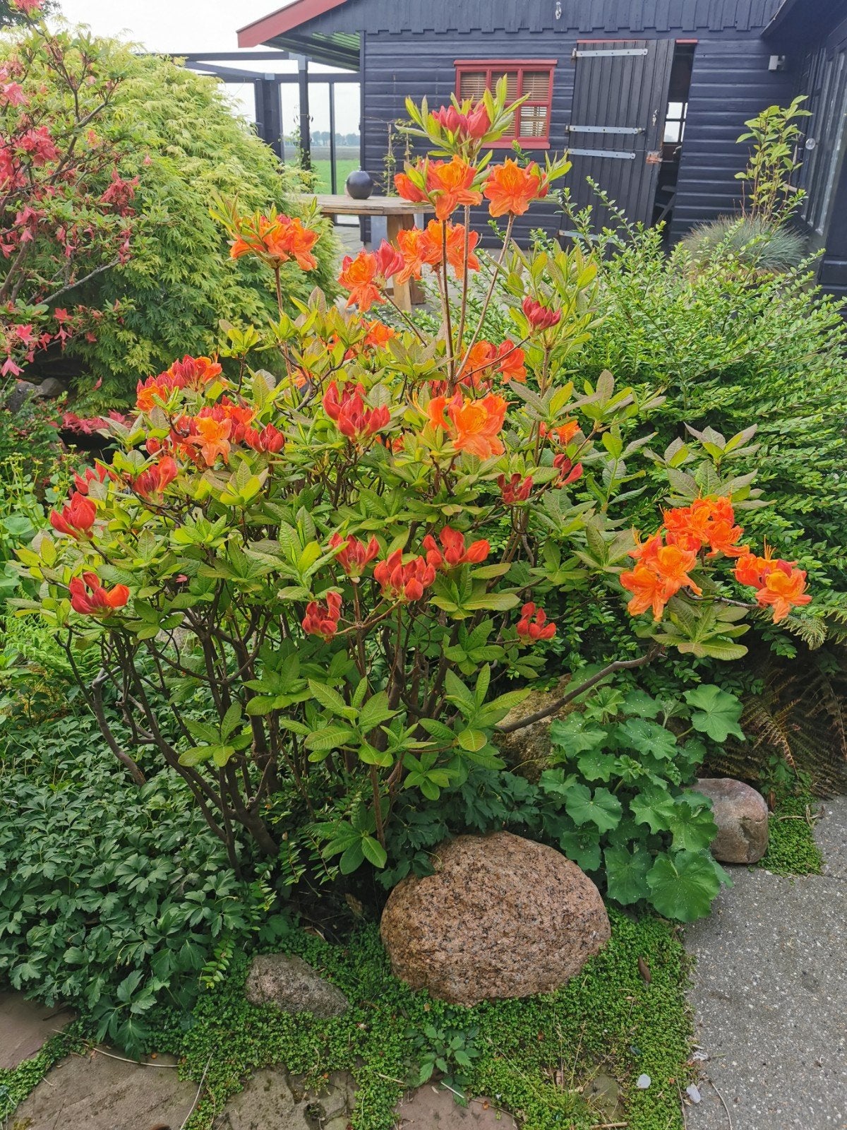 gereserveerd tm zaterdag gratis zelf af te graven oranje Aza, Vaste plant, Halfschaduw, Lente, Ophalen
