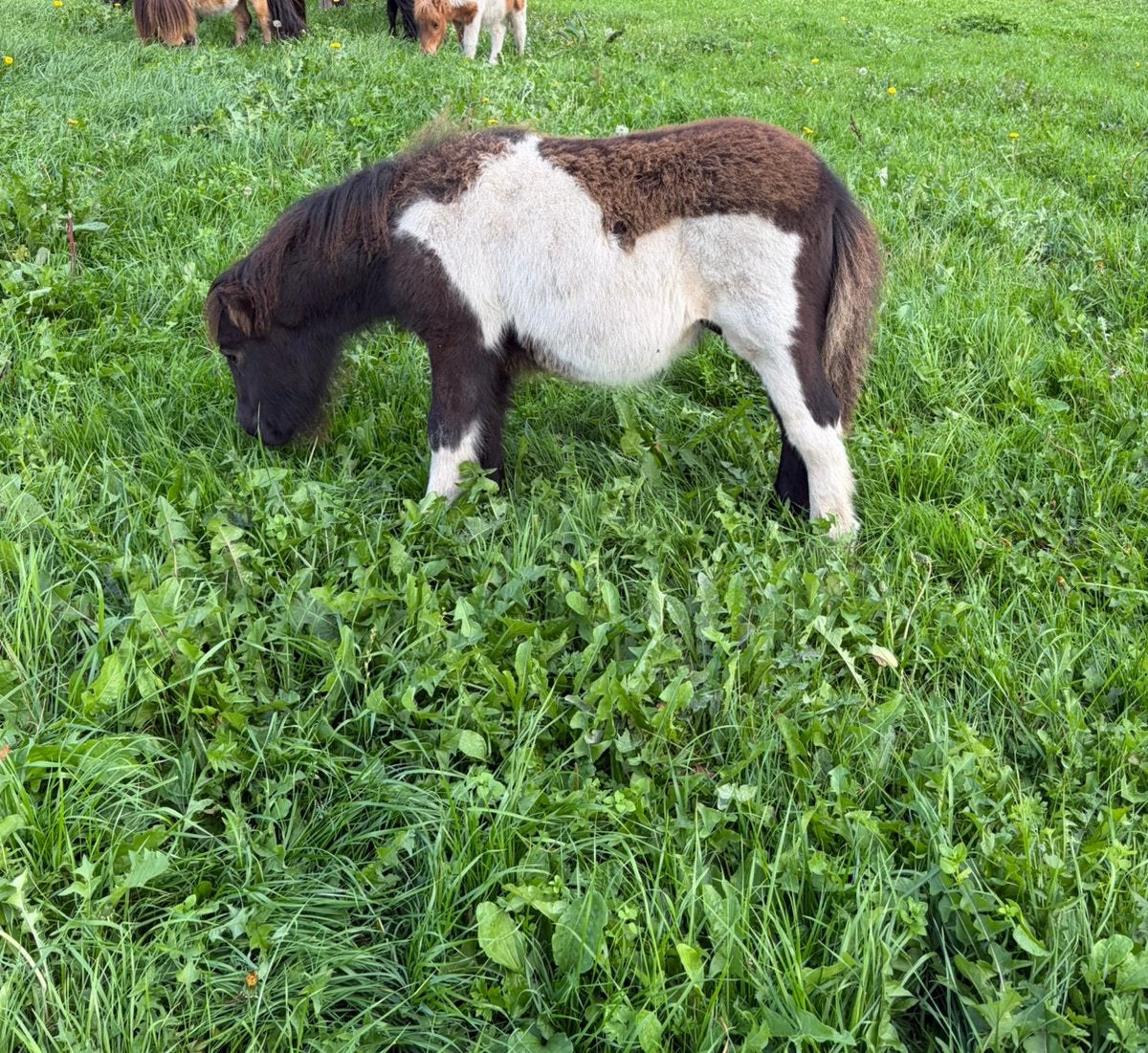 NSPS hengstveulen, Dieren en Toebehoren, Met stamboom, Niet van toepassing, 0 tot 2 jaar, Hengst