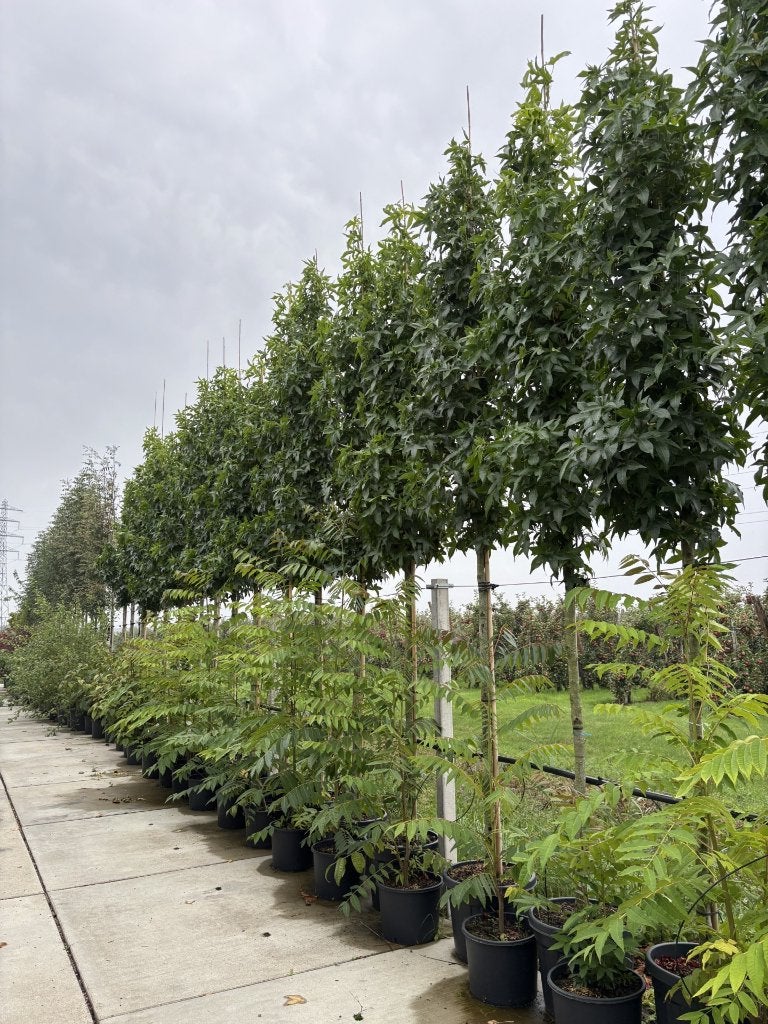 Liquidambar styraciflua ‘Slender Silhouette’ – Amberboom, In pot, Herfst, Halfschaduw, Ophalen of Verzenden