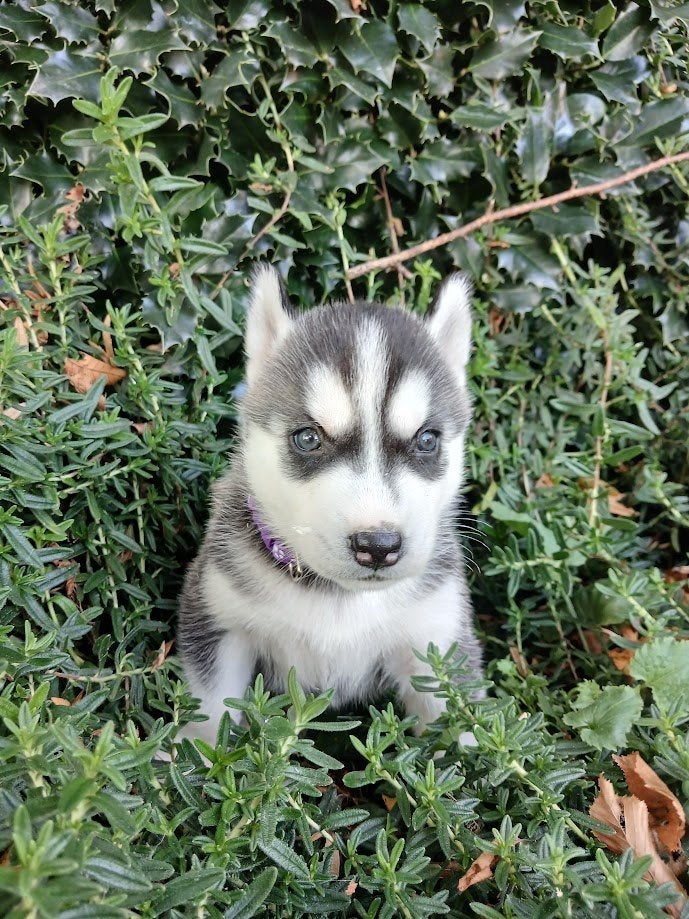 Prachtige husky pups blauwe ogen, 8 tot 15 weken, Poolhond, Meerdere, Meerdere dieren