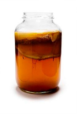 Scoby kombucha zwam, Diversen, Levensmiddelen, Ophalen