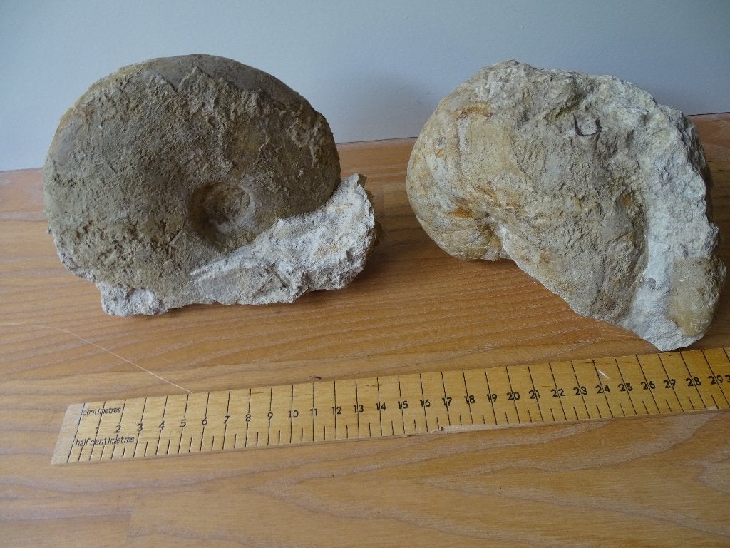 Grote nautilus én grote ammoniet, Poitu Fr. 170 miljoen jaar, Verzamelen, Mineralen en Fossielen, Ophalen of Verzenden, Fossiel