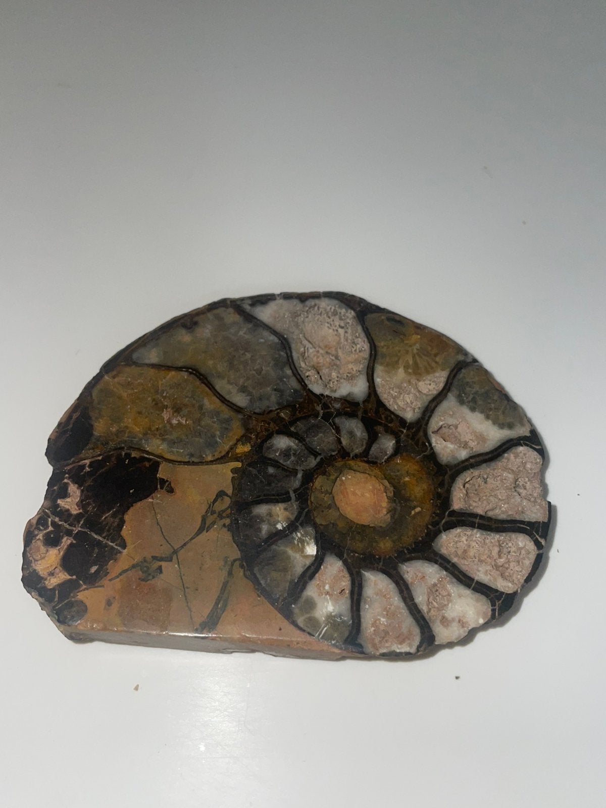 Grote Gepolijste Ammoniet 9,5 CM - Halve Spiraal, Ophalen of Verzenden, Fossiel