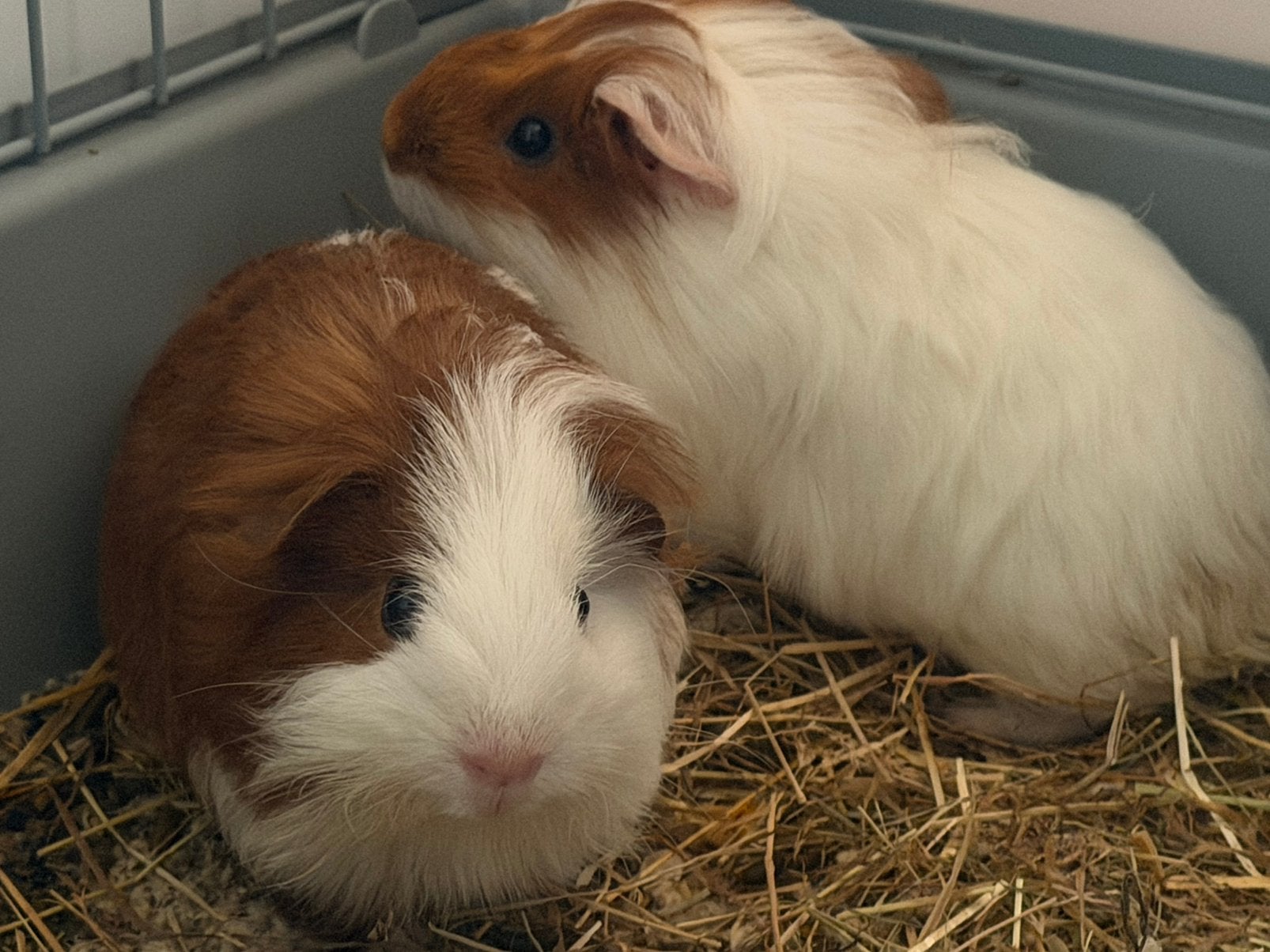 2 sheltie cavia broertjes, Dieren en Toebehoren, Cavia, Augustus, Mannelijk, Tam