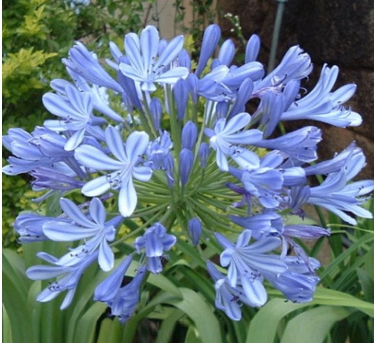 blauwe agapathus, grote plant, Volle zon, Vaste plant, Zomer, Ophalen