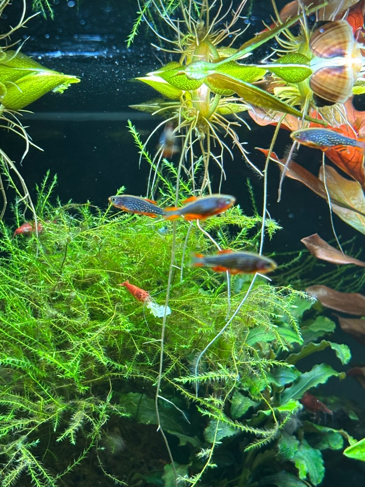 Hemelse pareldanio (Danio margaritatus), Vis