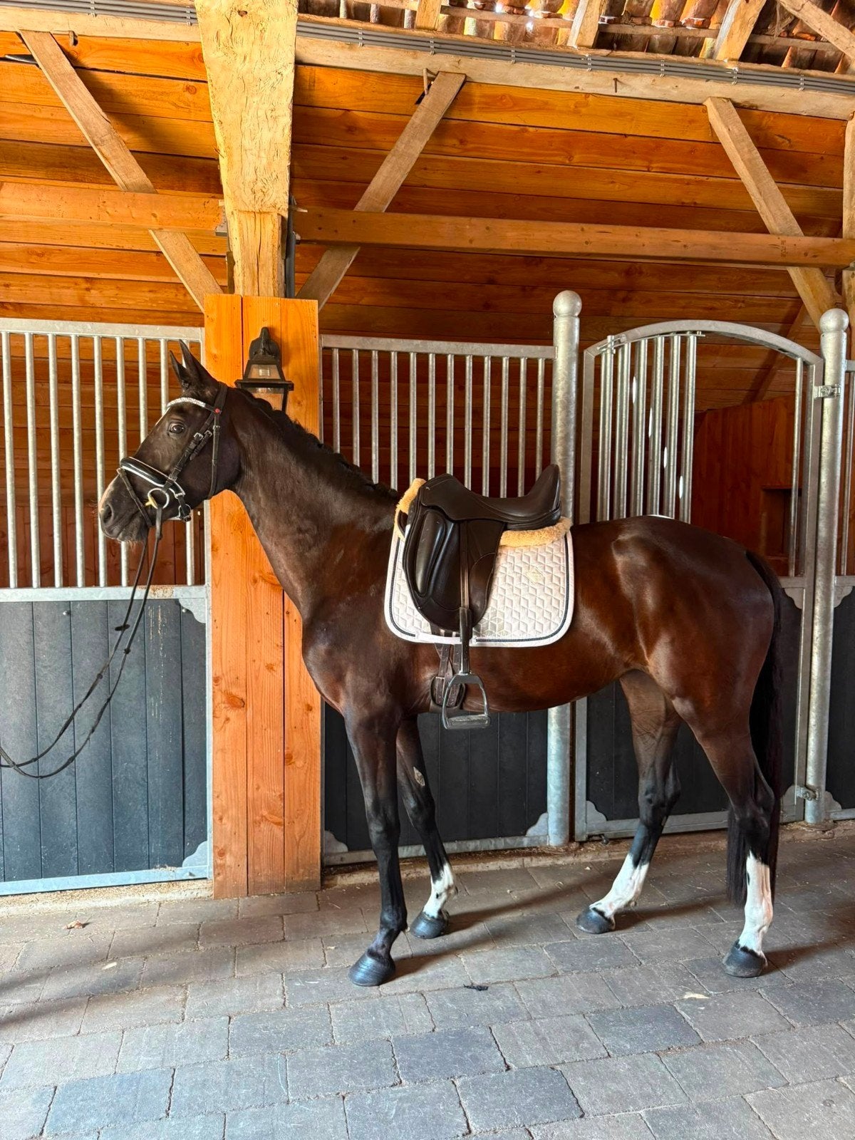KWPN dressuur merrie paard / pony  van Lewis, Dieren en Toebehoren, Paarden, Merrie, Dressuurpaard, Met stamboom, 3 tot 6 jaar